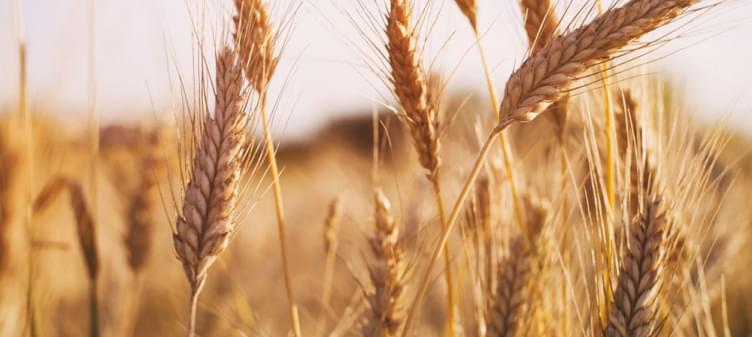 Рекордная перевалка ПАО «НКХП» в сентябре превысила 700 тыс тонн зерна